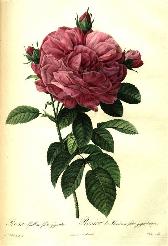 ルドゥーテが描いたバラの花
