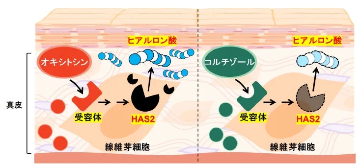 ヒアルロン酸合成酵素（HAS2）の作用メカニズム