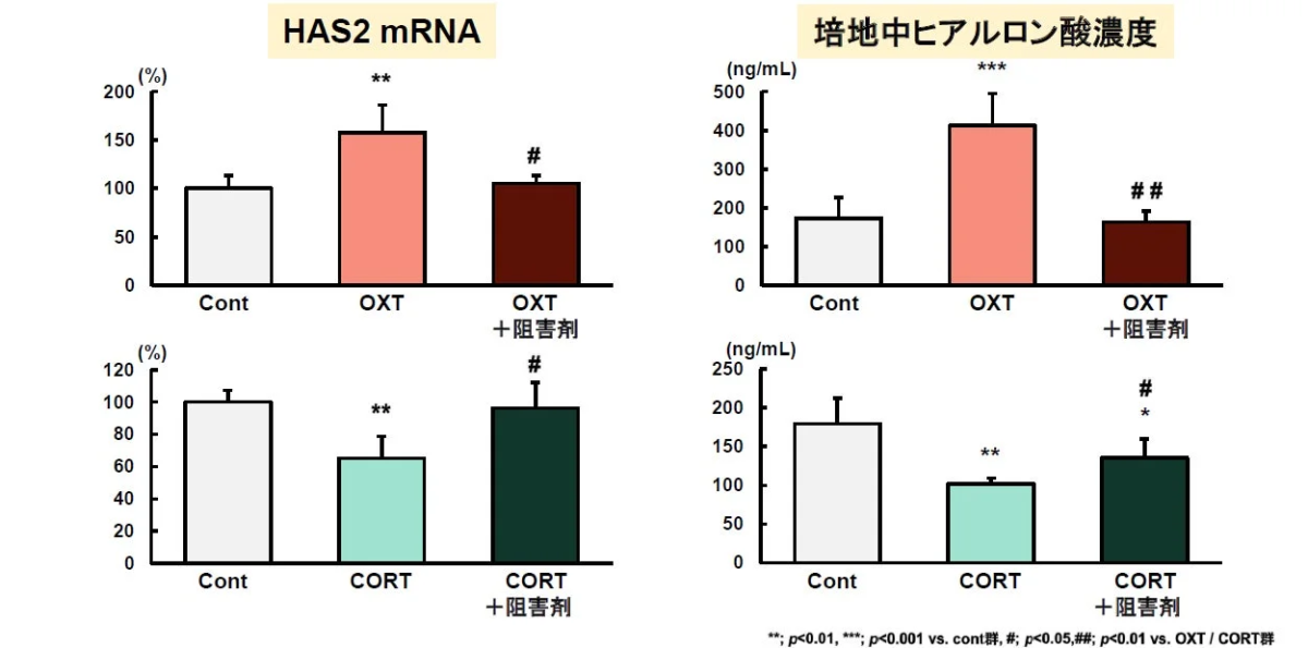 HAS2遺伝子発現とヒアルロン酸濃度への影響