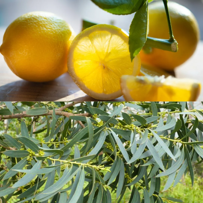 シャンプーの香り