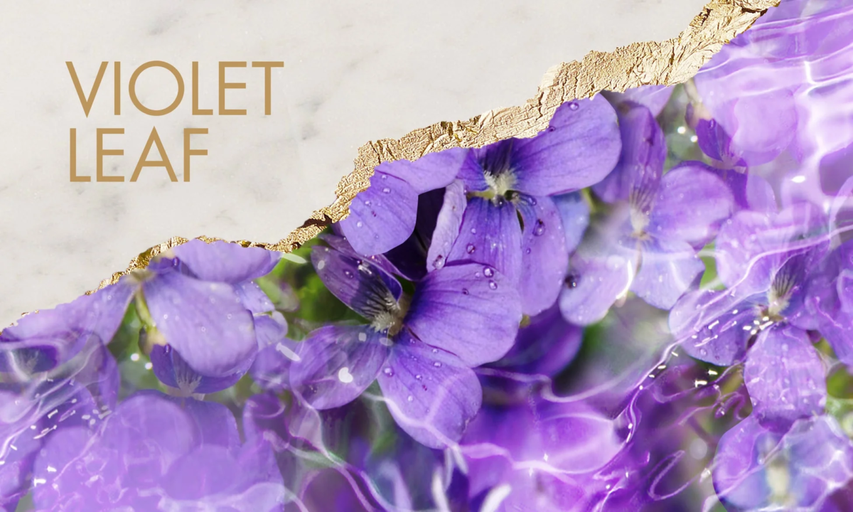 バイオレットリーフ