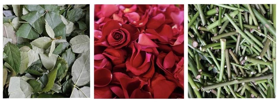 バラの葉、花びら、茎