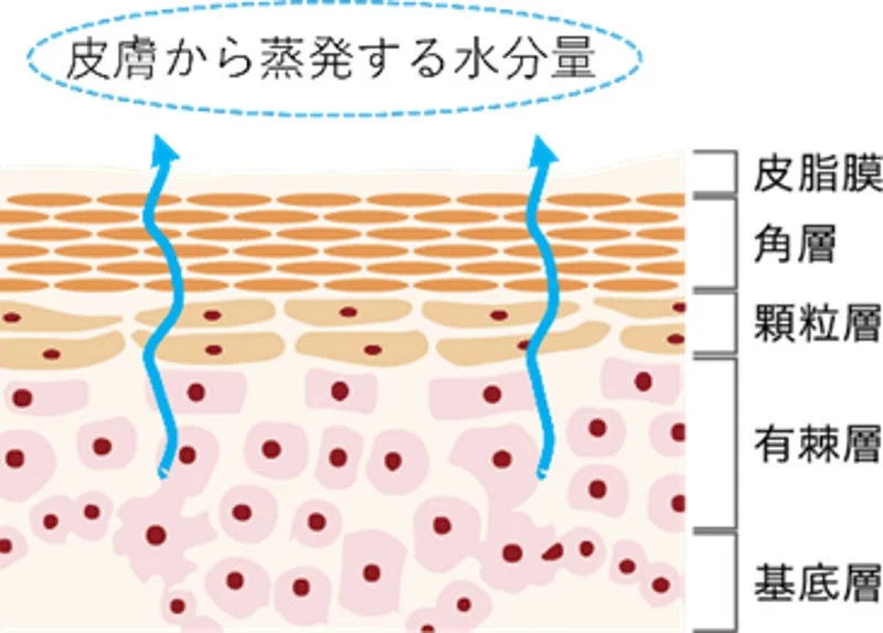 皮膚から蒸発する水分量の概念図