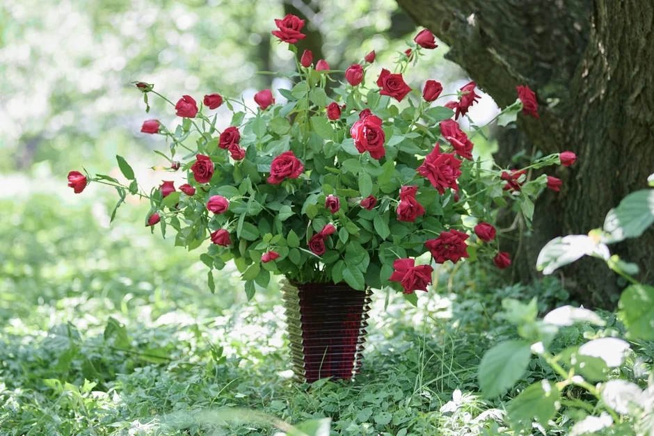 赤いバラの群生