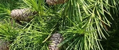 松の葉と松ぼっくり