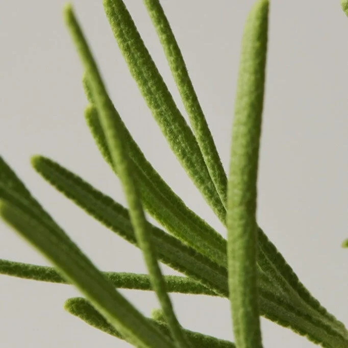 細長い緑の葉