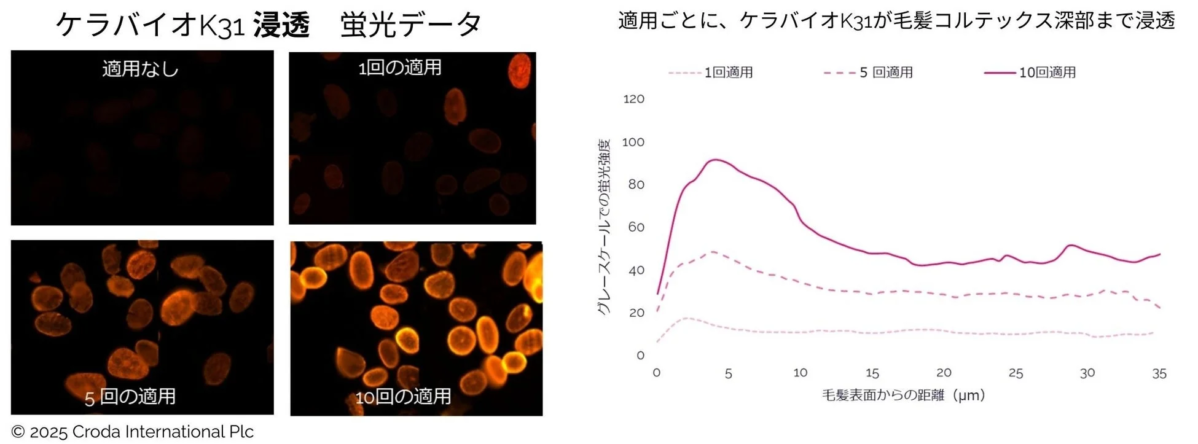 浸透蛍光データ