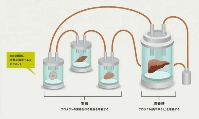 セラメントの培養システム