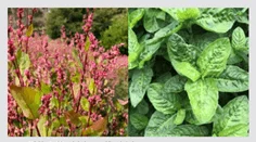 2つの植物の比較