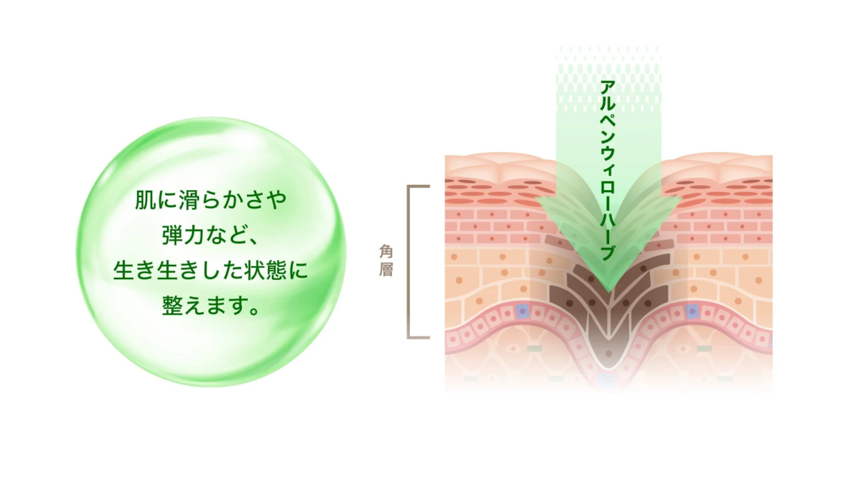 肌に滑らかさや弾力など、生き生きした状態に整えます。 角層 アルペンウィローハーブ