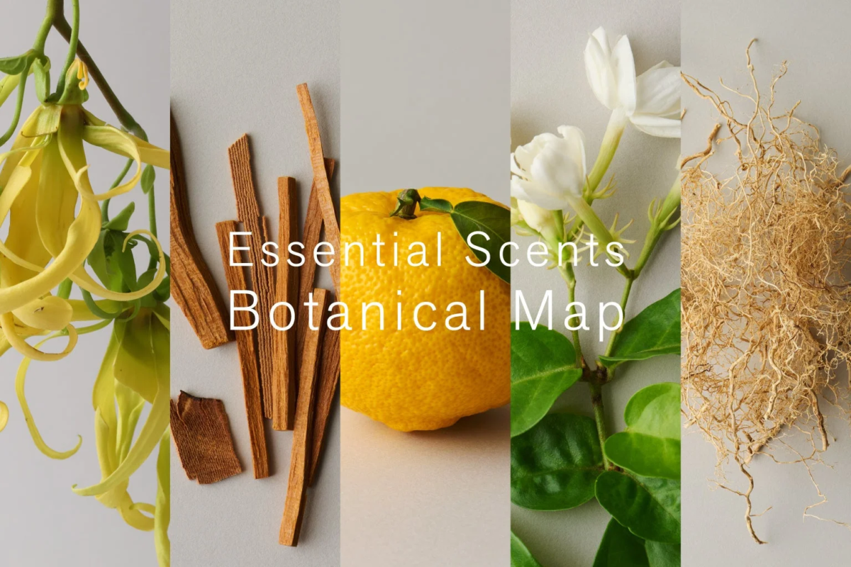 エッセンシャルオイルの原料植物のコラージュ