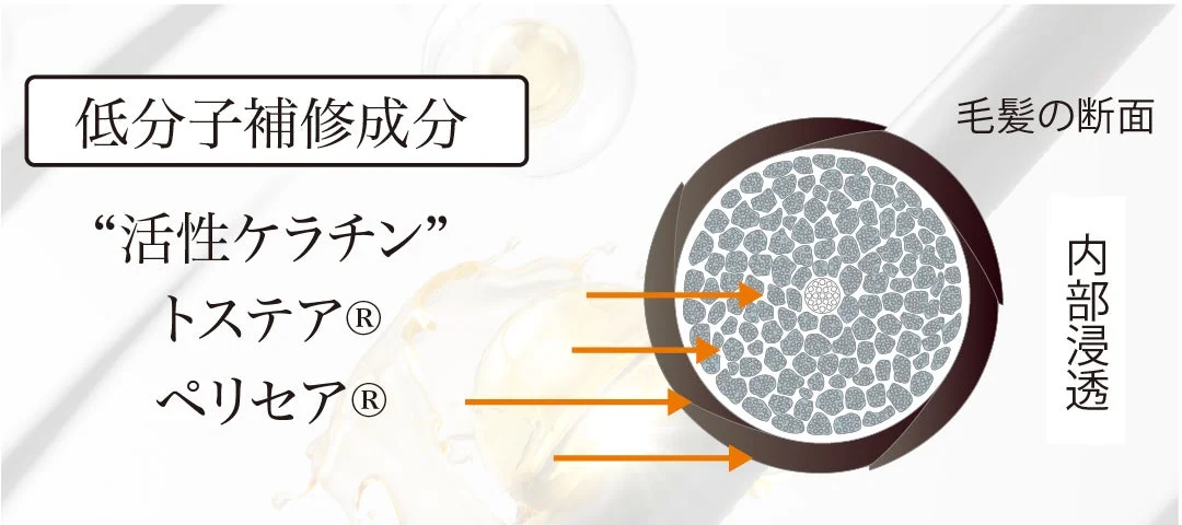 シャンプーの内部浸透図