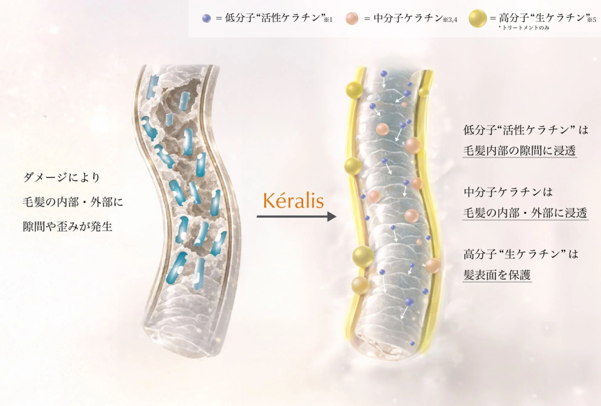 Kéralisによる毛髪補修メカニズム
