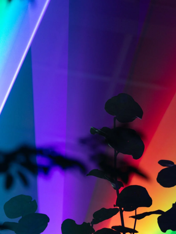 植物のシルエット