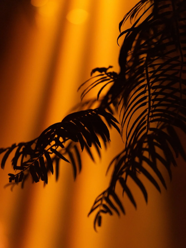 夜間の植物園の様子