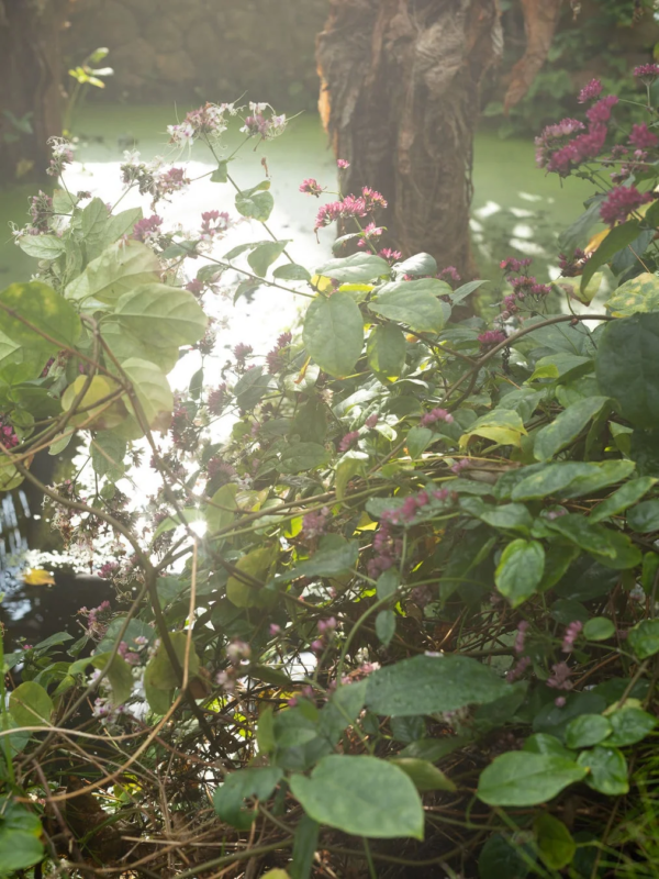 日中の植物園の様子