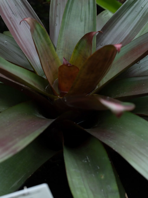 ロゼット状の観葉植物