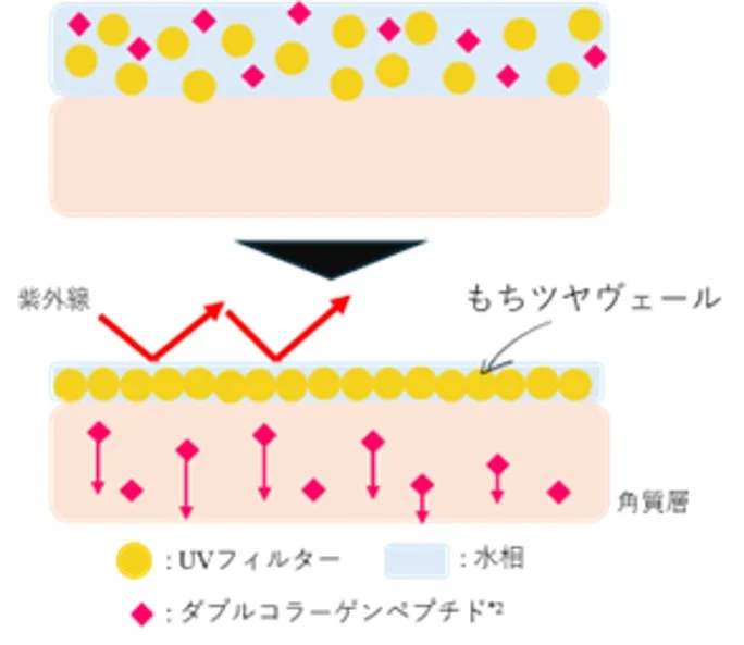 UV防御メカニズム