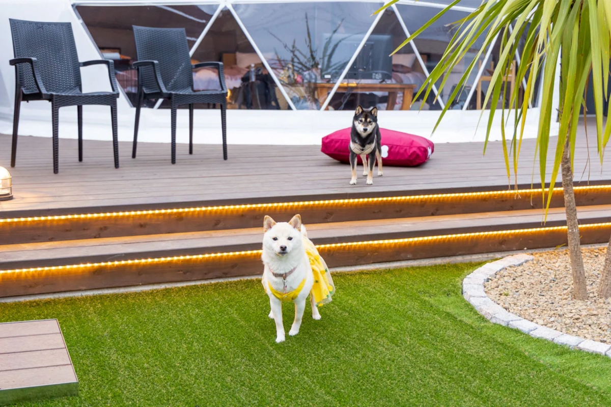 ウッドデッキと人工芝のある屋外で、白い柴犬と黒い柴犬がくつろいでいます。背景にはドーム型テントが見え、照明付きの階段が特徴的なグランピング施設の風景です。