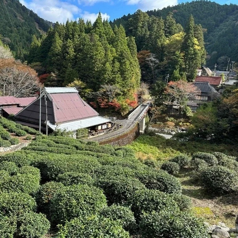 滋賀県の政所茶