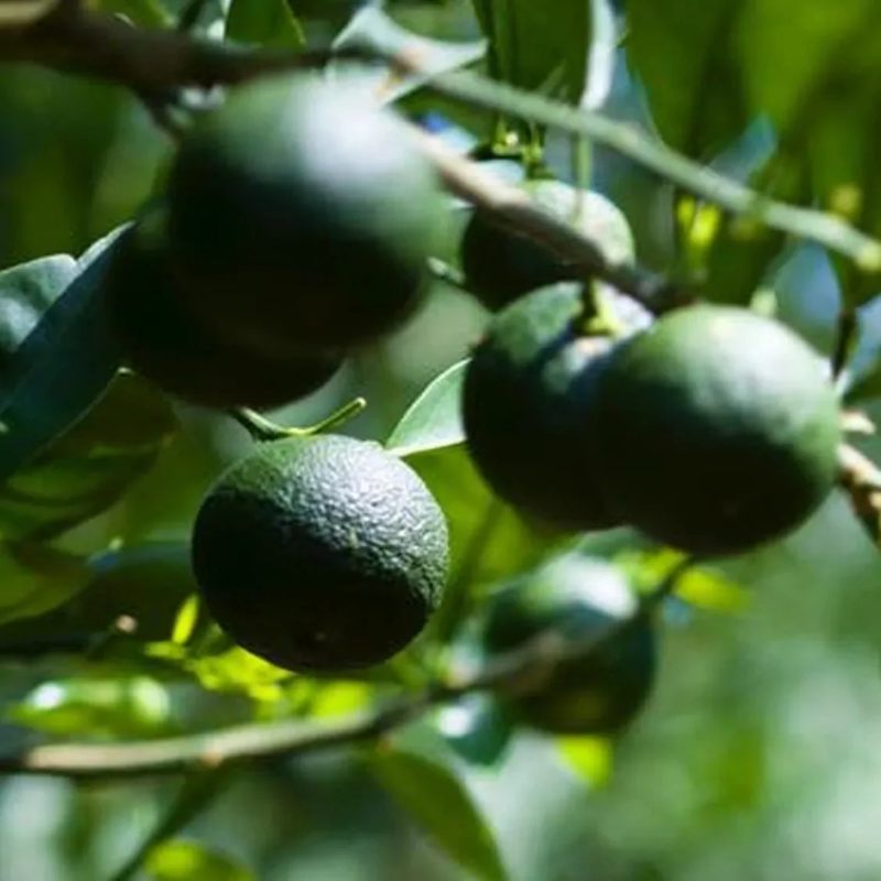 徳島県神山町のすだち