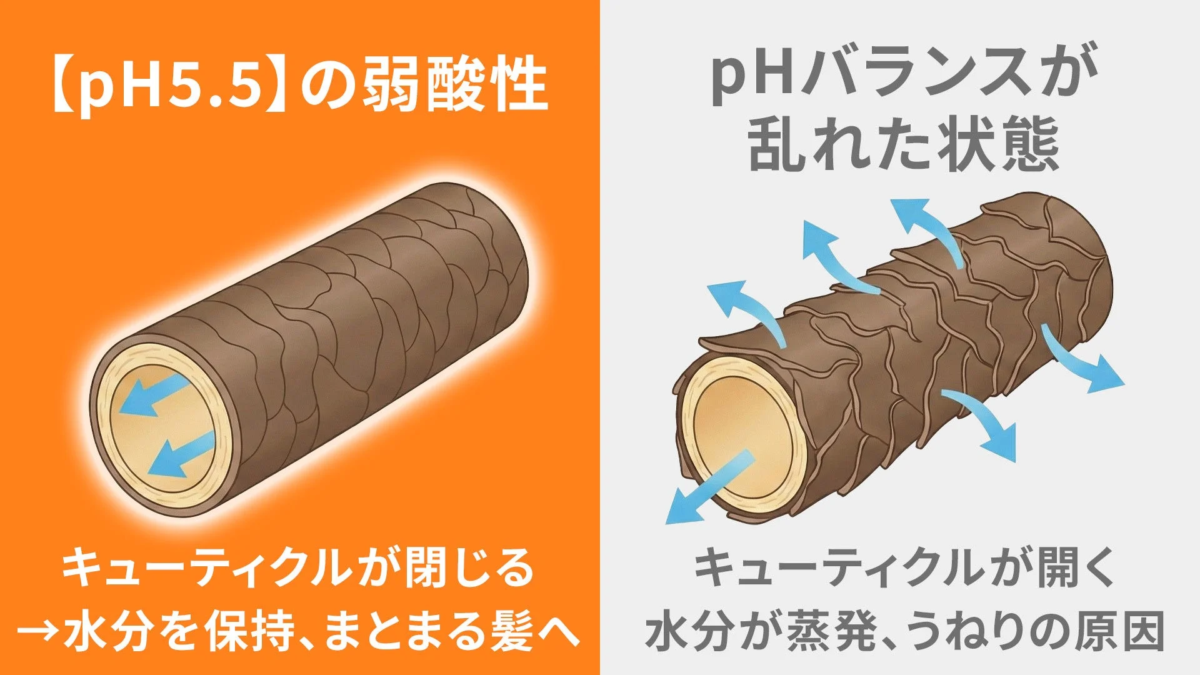 pH5.5とキューティクルのメカニズム