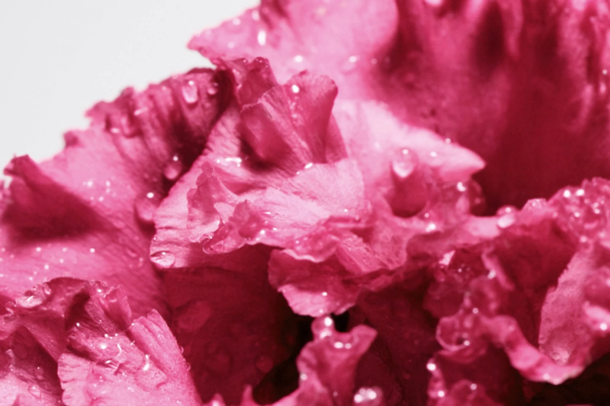 ピンクの花