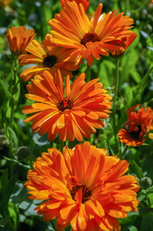 鮮やかなオレンジ色の花々が緑豊かな背景の中で咲き誇る、クローズアップされた美しい写真です。