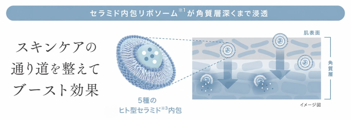 セラミド内包リポソームによるブースト効果