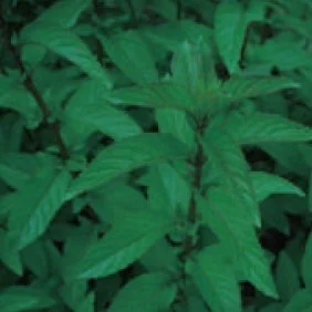 緑豊かな植物の葉