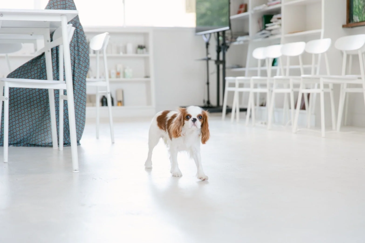 白い部屋を歩く犬