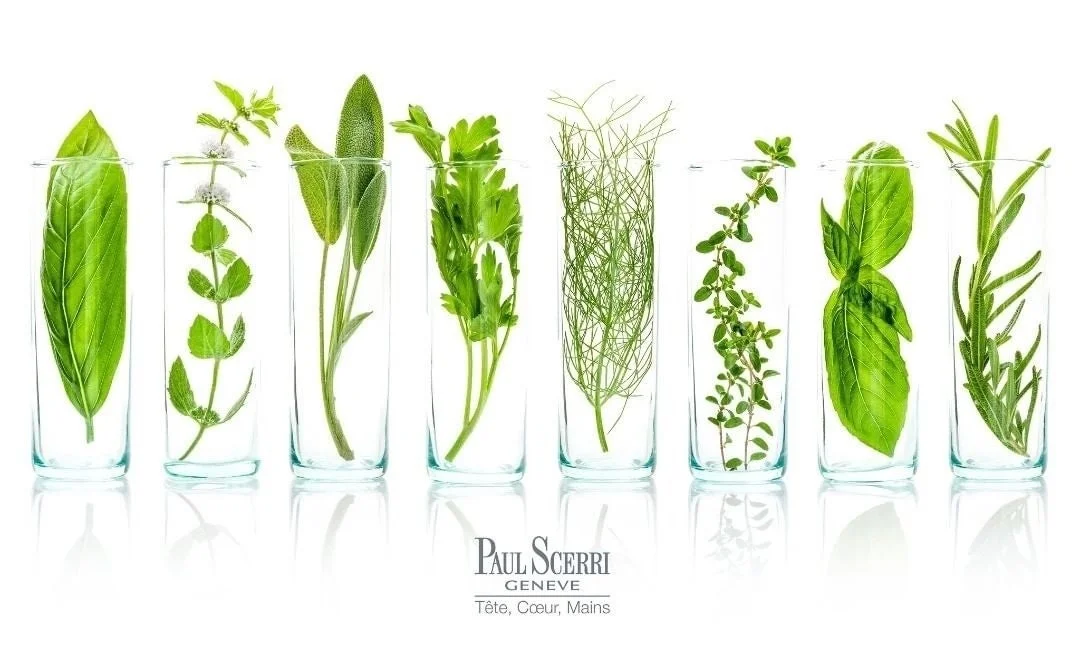 ポール・シェリーのハーブと植物