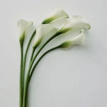 白いカラーの花束