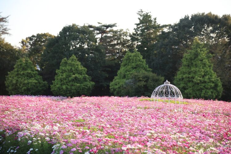 花夢の里のコスモス畑、2026年10月9日撮影