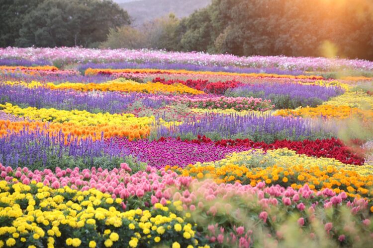 花夢の里に広がる秋の花々、2026年10月9日撮影