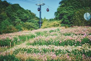 風の丘フラワー園に広がる淡いピンク色のコスモスと、その上を通るロープウェイ