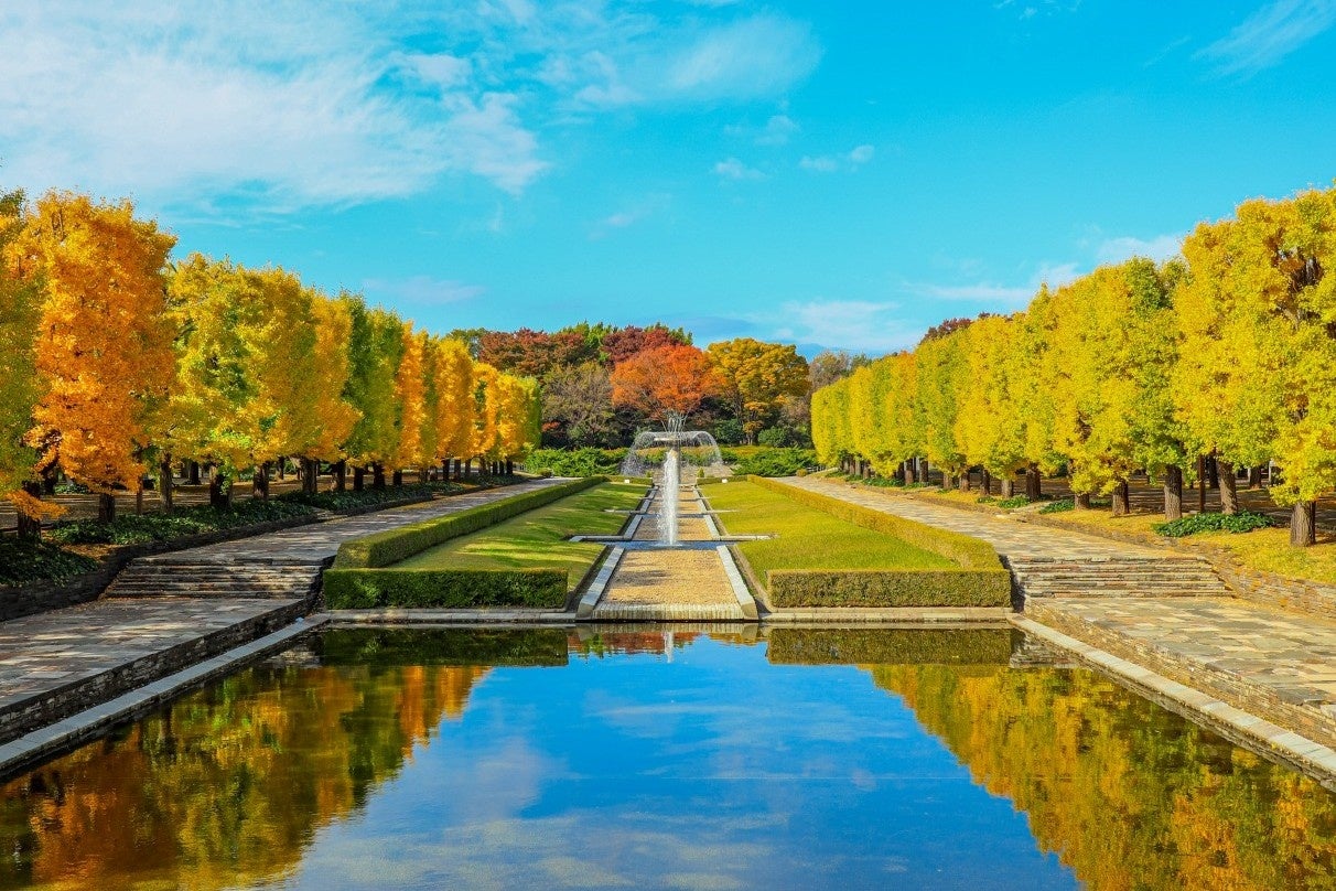国営昭和記念公園のカナールとイチョウ並木の景観イメージ