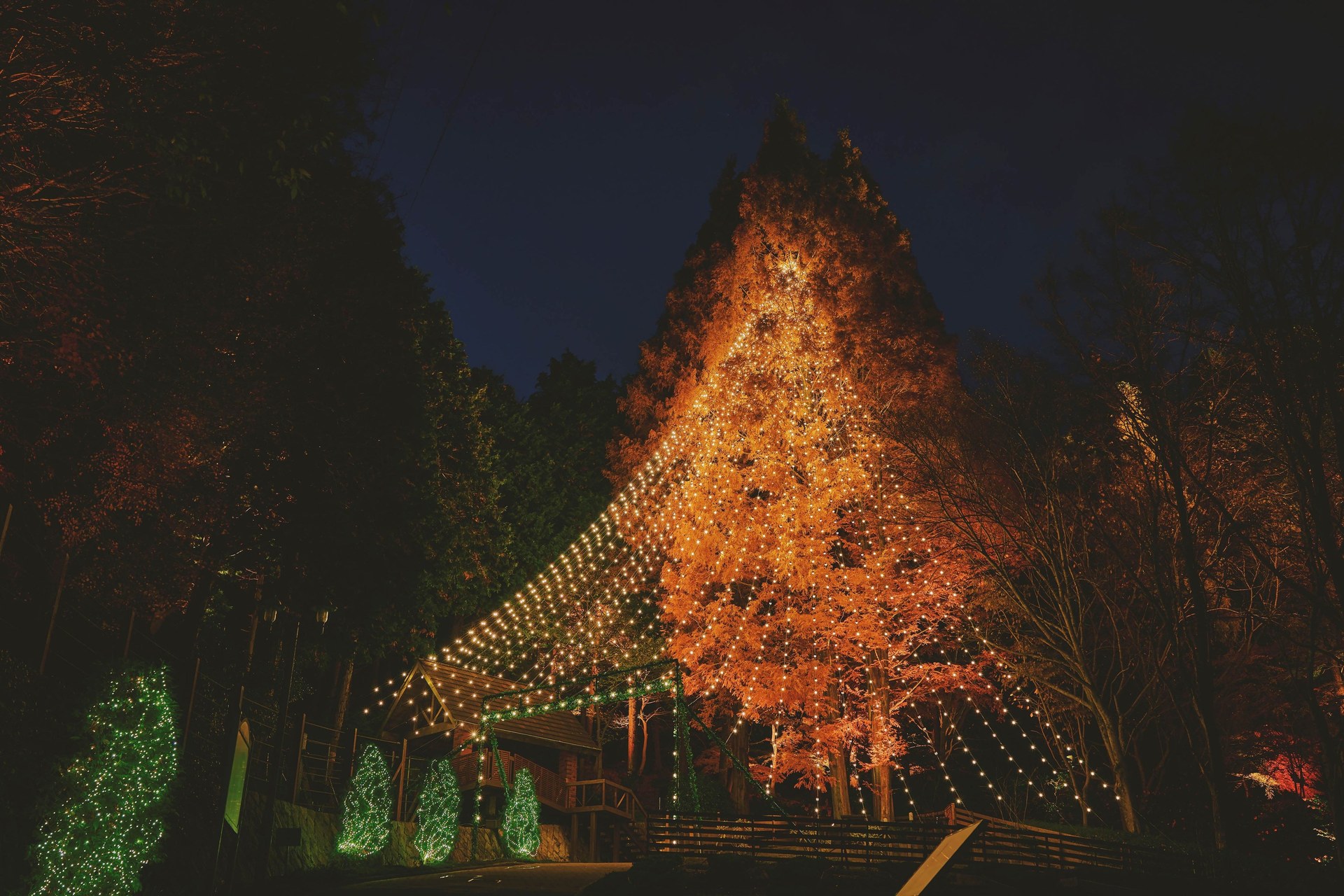 メタセコイアと周囲に電飾を施した森のクリスマスツリー