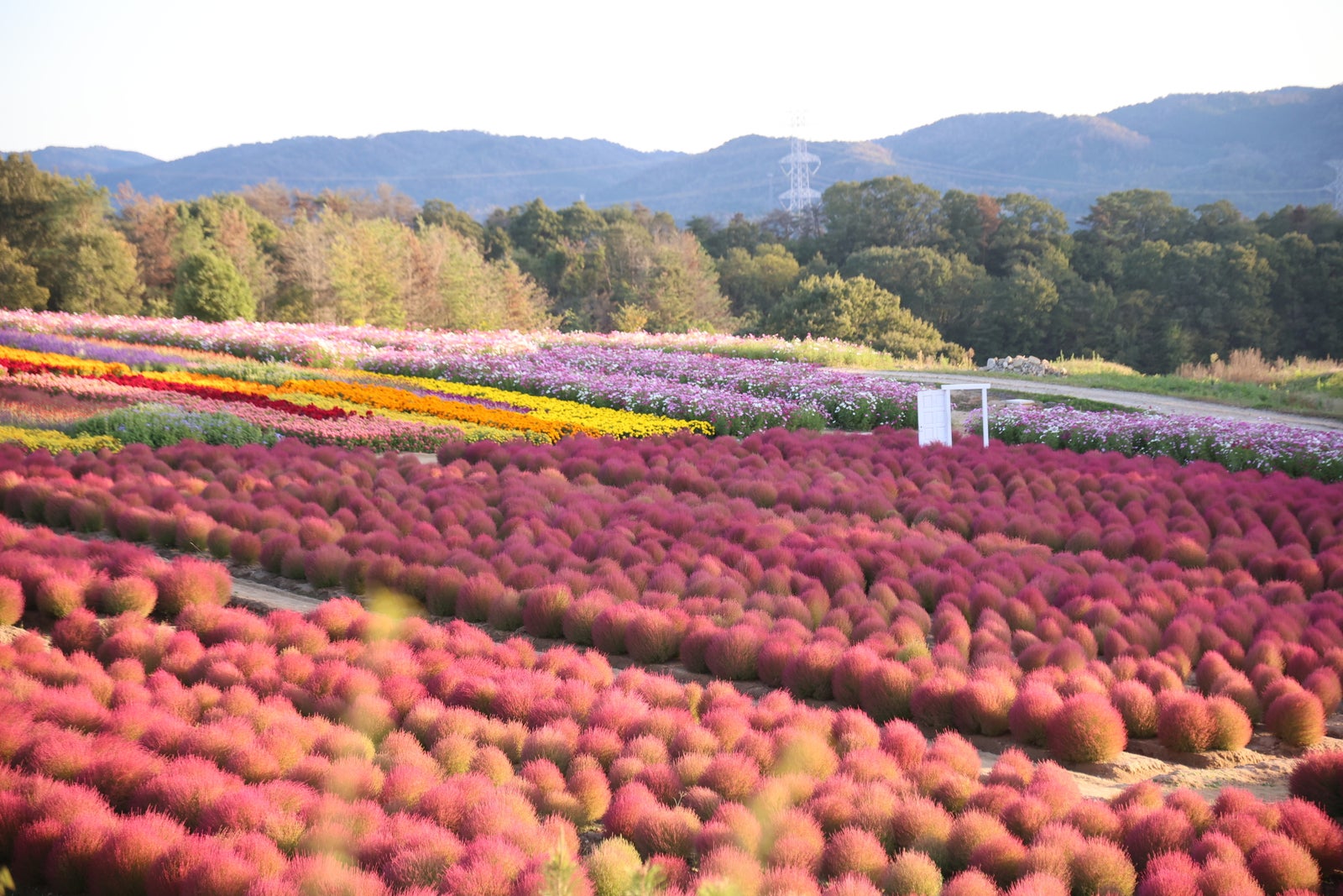 花夢の里の色づいたコキアと花畑、2026年10月9日撮影