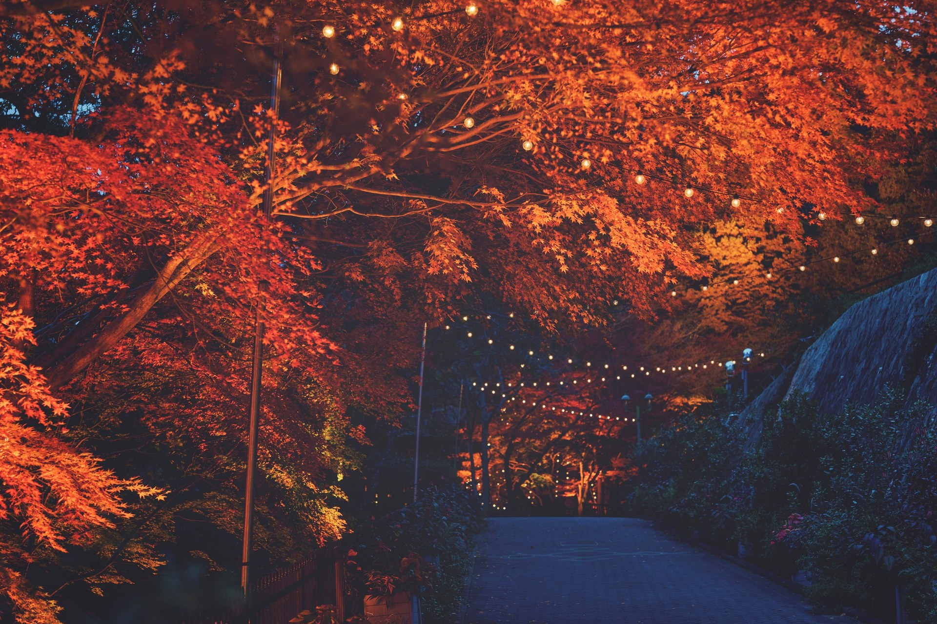 紅葉の枝が頭上に広がり、電飾が連なる神戸布引ハーブ園の園路