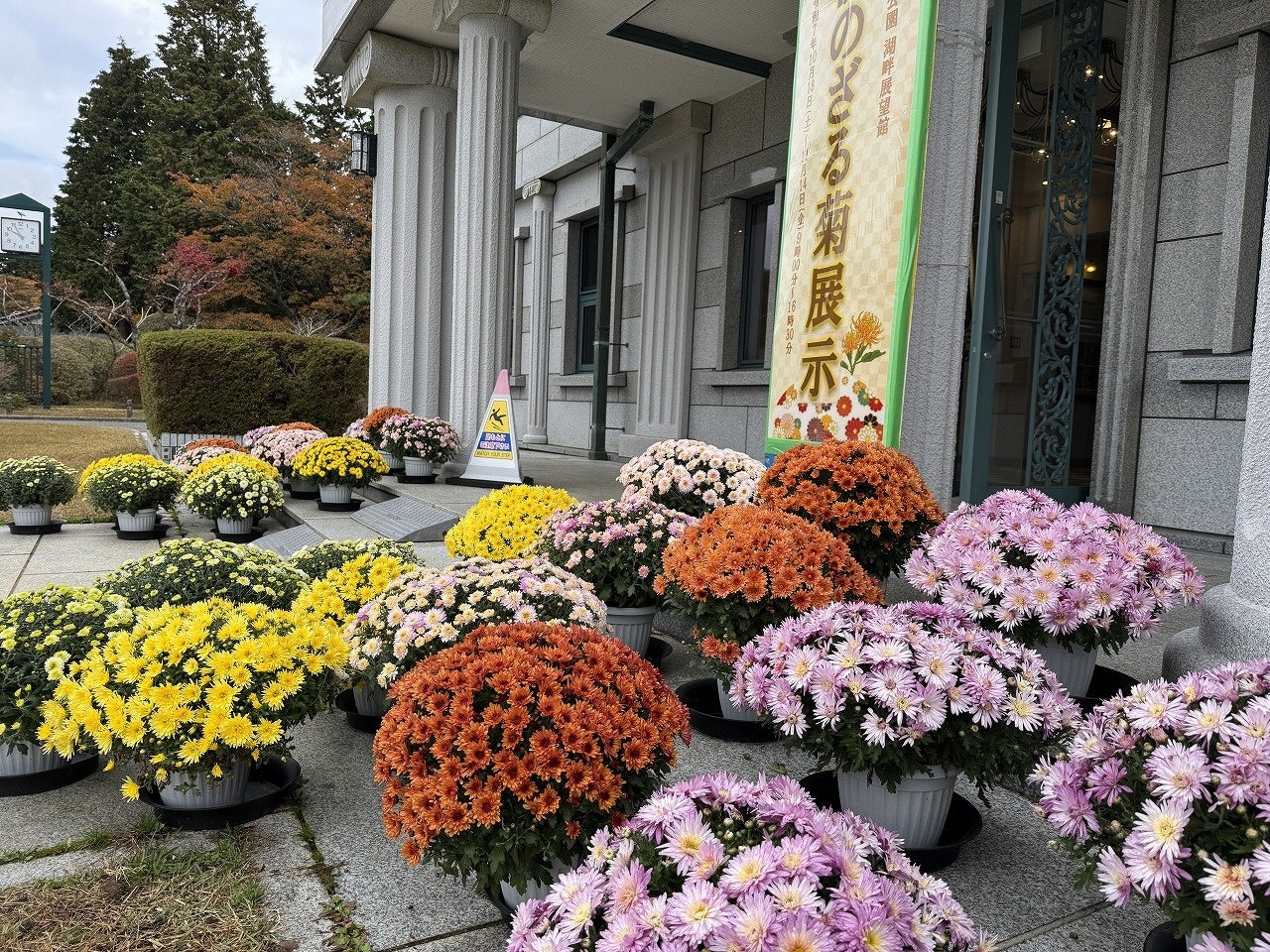昨年の恩賜箱根公園のざる菊展示、湖畔展望館前の様子